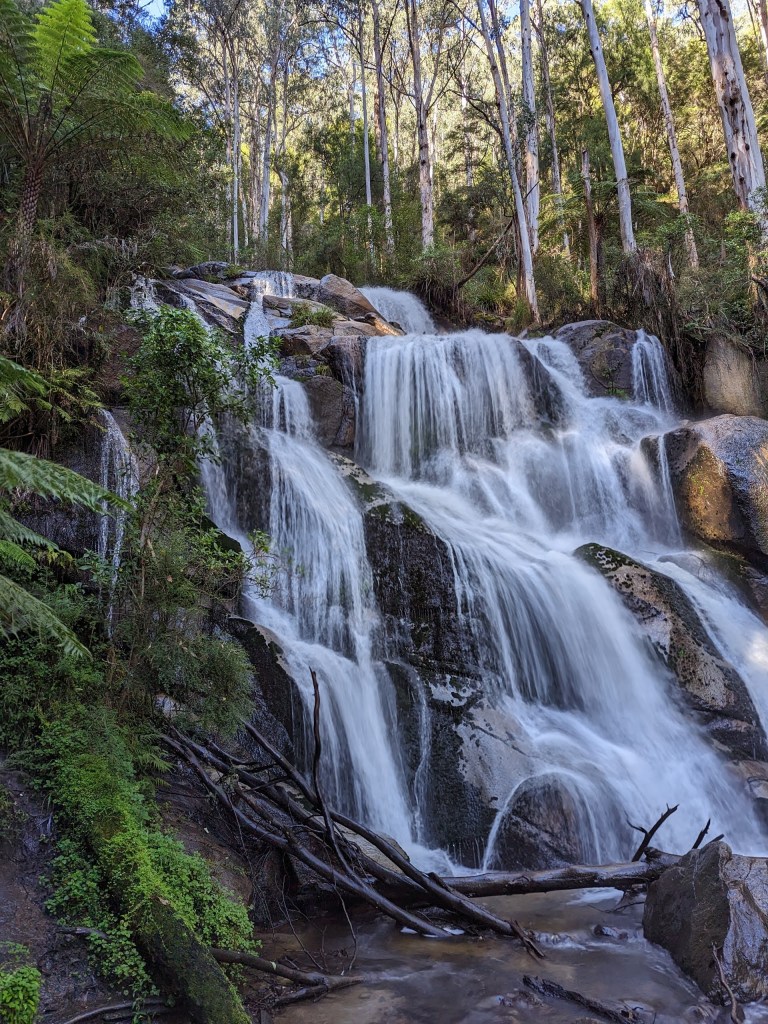 Toorongo Falls is a 98 foot / 30 meter tall waterfall in Victoria, Australia.