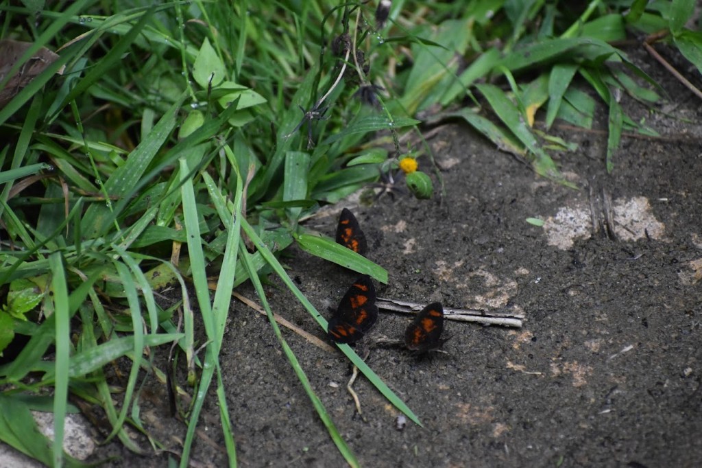 There are 3 butterflies with red and black wings.
