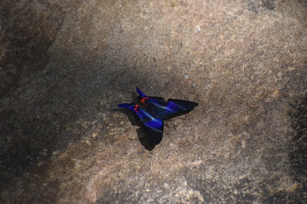 This butterfly has blue, black, and a bit of red.