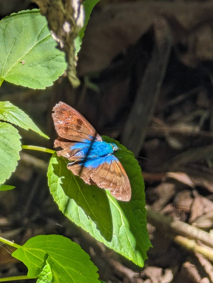 I think this is a moth with a blue body and brown wings.