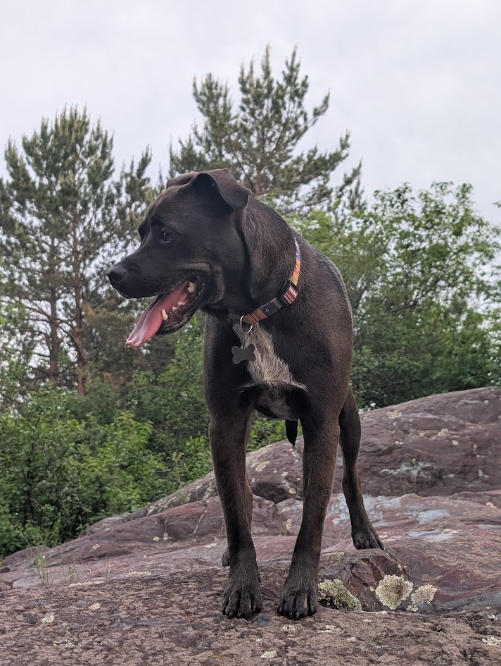 This dog is standing on Jasper Knob, a beautiful location that almost looks other-worldly with the red jasper and silver hematite mixed together to create a unique formation of jaspilite, a type of banded-iron formation (BIF).