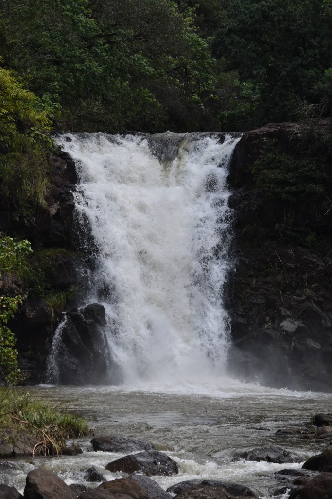 Waimea Falls is a 45 foot / 14 meter tall waterfall on the Hawaiian Island of Oahu. The falls is probably 20 feet / 6 meters wide. When we visited, there was a lot of water flowing as it had consistently rained for days.